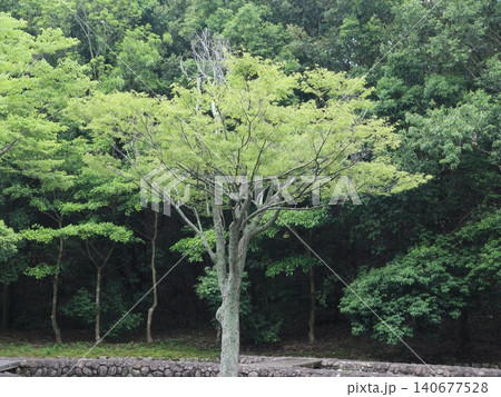 駅から近い大きな西神中央公園 駅から近い大きな西神中央公園 140677528