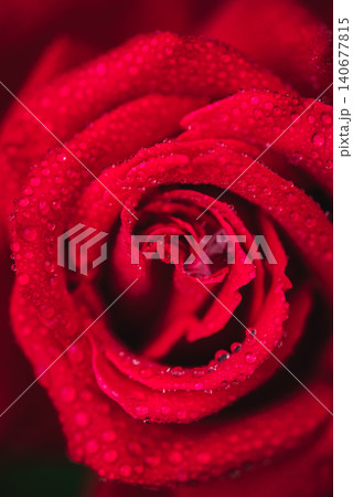 水滴を纏う真紅の薔薇 水滴を纏う真紅の薔薇 140677815