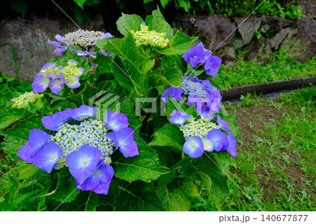 梅雨に咲く紫陽花 140677877