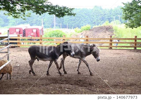 並んで歩く二頭のロバ 140677973