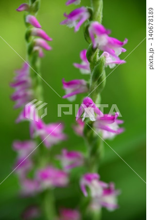 咲き始めた、カラスノエンドウの花 咲き始めた、カラスノエンドウの花 140678189