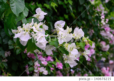 Bougainvillea flowers bloom beautifully brightly among lush green leaves on the tree in summer season. Bougainvillea flowers bloom beautifully brightly among lush green leaves on the tree in summer season. 140678215