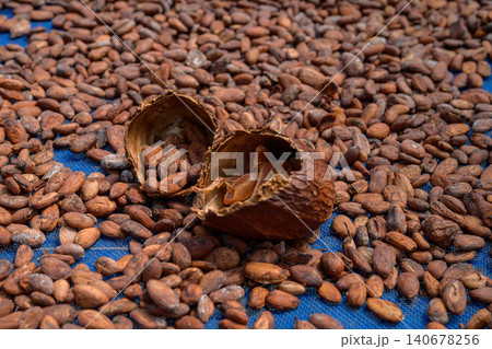 Cocoa beans is laid drying naturally in an open-air space. Cocoa beans is laid drying naturally in an open-air space. 140678256
