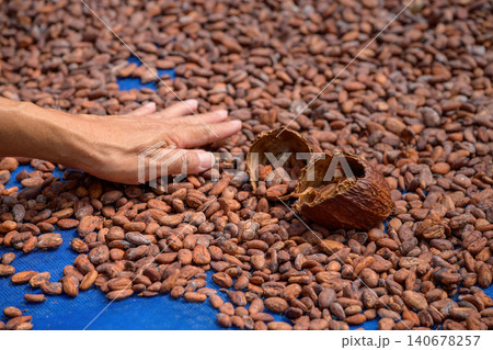 Cocoa beans is laid drying naturally in an open-air space. Cocoa beans is laid drying naturally in an open-air space. 140678257