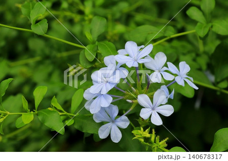 ルリマツリの花 140678317
