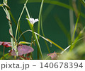 可憐な花 140678394