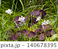 可憐な花 140678395