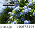 紫陽花 140678396