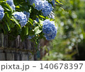 紫陽花 140678397