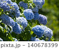 紫陽花 140678399