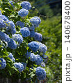 紫陽花 140678400