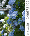 紫陽花 140678402