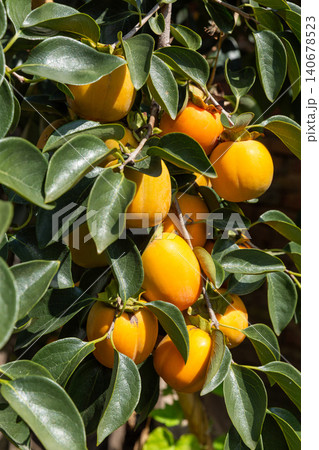 Ripe yellow persimmons hanging on a tree branch with vibrant green leaves. 140678523