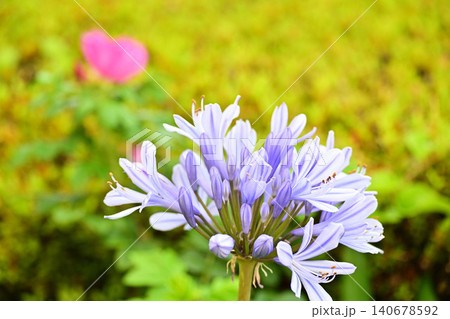 薄紫色のアガパンサスの花 薄紫色のアガパンサスの花 140678592