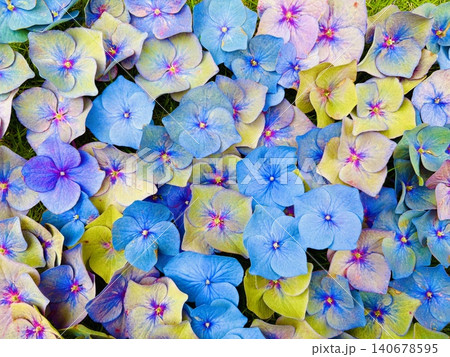色とりどりの紫陽花(あじさい)一面背景 梅雨の花フラワーテクスチャ 色とりどりの紫陽花(あじさい)一面背景 梅雨の花フラワーテクスチャ 140678595