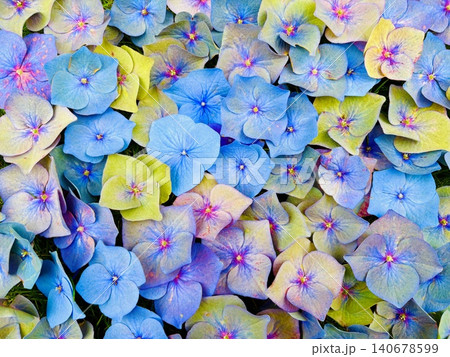 色とりどりの紫陽花（あじさい）一面背景　梅雨の花フラワーテクスチャ 140678599
