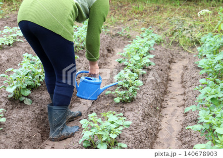 A retired woman waters new potato bushes with nitrogen fertilizer A retired woman waters new potato bushes with nitrogen fertilizer 140678903