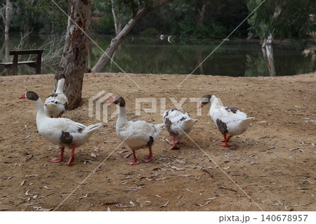 Geese stroll near a freshwater pond in a public park. Waterfowl in the wild. Geese stroll near a freshwater pond in a public park. Waterfowl in the wild. 140678957