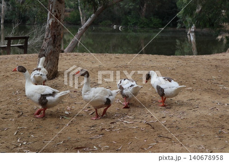Geese stroll near a freshwater pond in a public park. Waterfowl in the wild.	 140678958