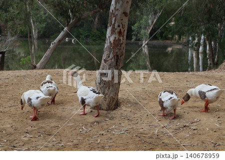 Geese stroll near a freshwater pond in a public park. Waterfowl in the wild.	 140678959