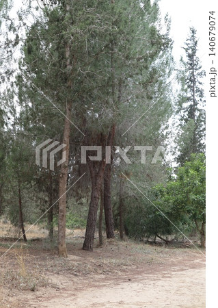 Walking path in public park, eucalyptus, fir, spruce, deciduous trees. Concrete pathway in park leading to road. Dirt path through a forest of trees. 140679074