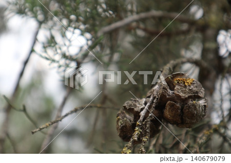 Fir, spruce, deciduous trees. Dirt path through a forest of trees. Fir, spruce, deciduous trees. Dirt path through a forest of trees. 140679079