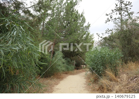 Walking path in public park, eucalyptus, fir, spruce, deciduous trees. Concrete pathway in park leading to road. Dirt path through a forest of trees. 140679125