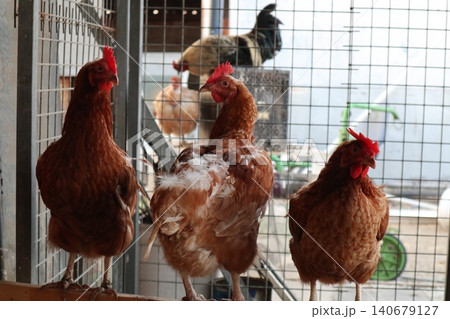 Close-up shot of chickens. Poultry farming. Close-up shot of chickens. Poultry farming. 140679127