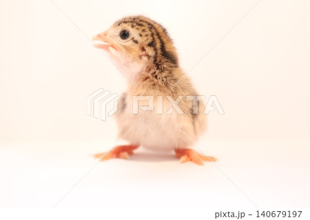 Baby guinea fowl chick portrait. Close-up of cute baby guinea fowl. 140679197