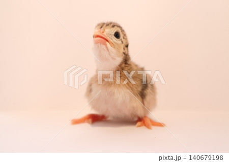 Baby guinea fowl chick portrait. Close-up of cute baby guinea fowl. 140679198