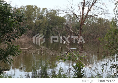 A white heron perches on a treetop. A pond with waterfowl is in the middle of a public park. 140679477