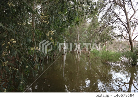 Flooded forest landscape with bare tree. A close-up shot of a eucalyptus tree in bloom. Flooded forest landscape with bare tree. A close-up shot of a eucalyptus tree in bloom. 140679594