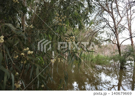 Flooded forest landscape with bare tree. A close-up shot of a eucalyptus tree in bloom. 140679669