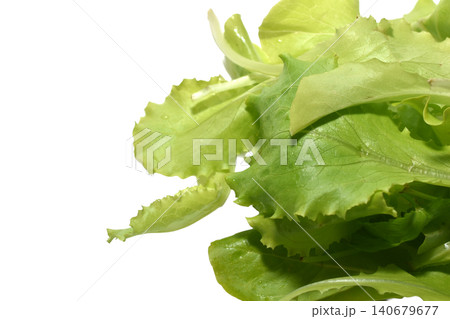 Green lettuce leaves. Green lettuce leaves. 140679677