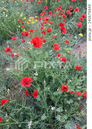 A close-up shot of red poppies and orange daisies. Wildflowers bloom in spring. A close-up shot of red poppies and orange daisies. Wildflowers bloom in spring. 140679849