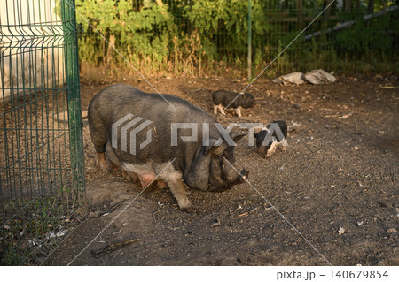 large pig walks across a sunlit enclosure, its form highlighted by warm tones. large pig walks across a sunlit enclosure, its form highlighted by warm tones. 140679854