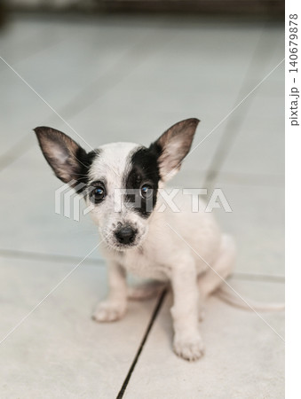 little mongrel dog. Small puppy sits alone on a cold tiled floor in an animal shelter. little mongrel dog. Small puppy sits alone on a cold tiled floor in an animal shelter. 140679878