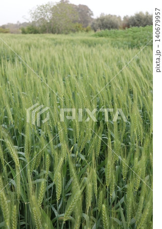 Agricultural field, wind stirs green ears of wheat. Field planted with wheat, barley, rye. Agricultural field, wind stirs green ears of wheat. Field planted with wheat, barley, rye. 140679957