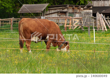 Brown cow grazing on green pasture with yellow flowers representing agricultural life in rural area. 140680049