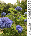 梅雨の晴れ間に咲く紫陽花 140680069