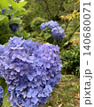青い紫陽花 140680071
