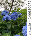 梅雨の晴れ間に咲く紫陽花 140680072