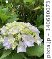 白い紫陽花 140680073