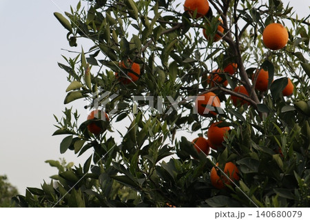 A close-up shot of orange trees in a garden in spring. Orange trees in bloom and with ripe fruit in a citrus orchard. A close-up shot of orange trees in a garden in spring. Orange trees in bloom and with ripe fruit in a citrus orchard. 140680079