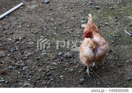 Close-up shot of chicken. Poultry farming. Close-up shot of chicken. Poultry farming. 140680086