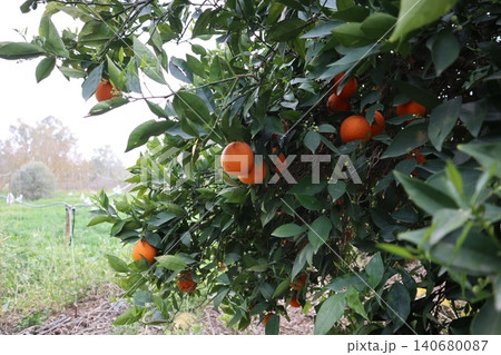A close-up shot of orange trees in a garden in spring. Orange trees in bloom and with ripe fruit in a citrus orchard. A close-up shot of orange trees in a garden in spring. Orange trees in bloom and with ripe fruit in a citrus orchard. 140680087
