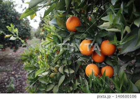 A close-up shot of orange trees in a garden in spring. Orange trees in bloom and with ripe fruit in a citrus orchard. A close-up shot of orange trees in a garden in spring. Orange trees in bloom and with ripe fruit in a citrus orchard. 140680106