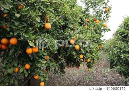A close-up shot of orange trees in a garden in spring. Orange trees in bloom and with ripe fruit in a citrus orchard. 140680152