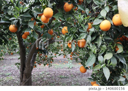 A close-up shot of orange trees in a garden in spring. Orange trees in bloom and with ripe fruit in a citrus orchard. 140680156