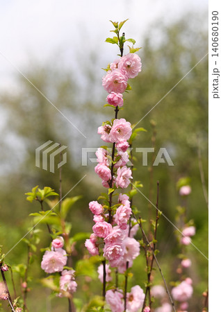 vertical photo. Pink blossom flowers growing densely on branches in spring garden, blossom filling frame with soft colors. the flowering of the almond tree. natural background vertical photo. Pink blossom flowers growing densely on branches in spring garden, blossom filling frame with soft colors. the flowering of the almond tree. natural background 140680190